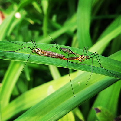 Crane Flies and other flying insects