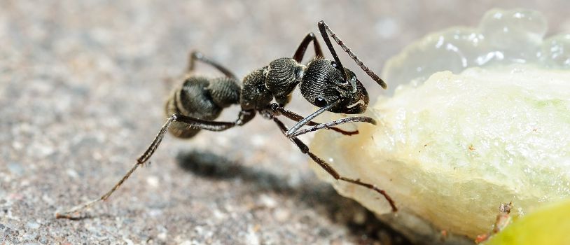 Summertime Ant Removal and Pest Control