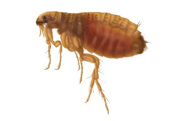 You are currently viewing Fleas extermination services Ventura County