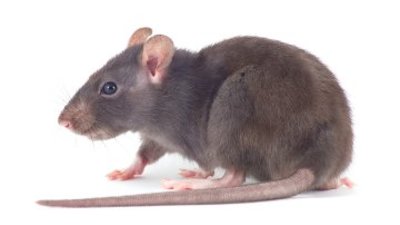 How Rats Can Damage Home Appliances