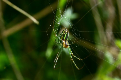 Read more about the article Do you love spiders?