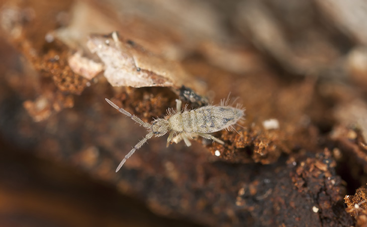Springtail Insects in Ventura County